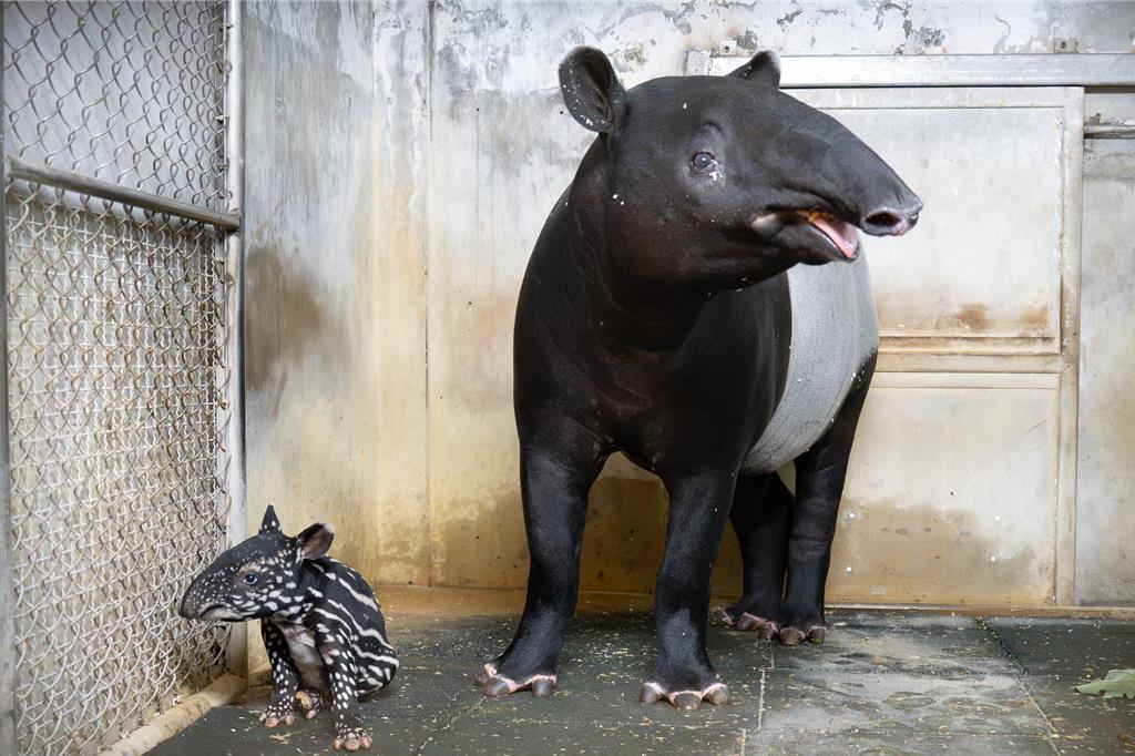 台北市立動物園24日公布喜訊,馬來貘「Putri」17日晚間11時51分順利產下一隻女貘寶寶。(台北市立動物園提供/張珈瑄台北傳真)