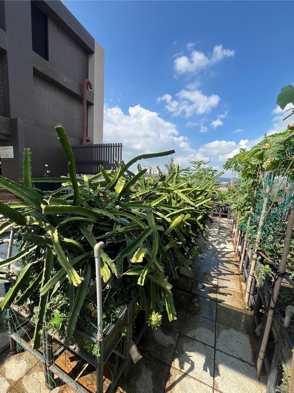 鄉林建設計畫升級社區頂樓的「空中農園」。圖/業者提供