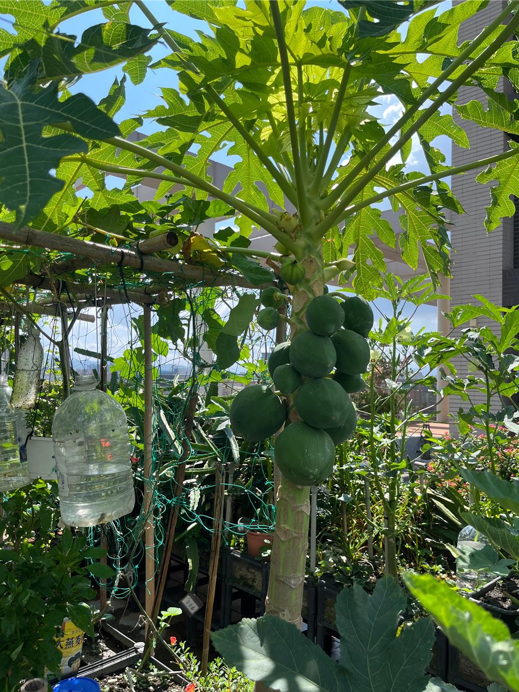 鄉林住戶打造空中開心農場!頂樓木瓜已果實累累。圖/業者提供